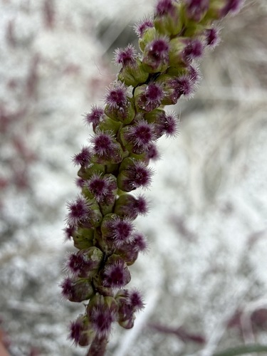 Triglochin maritima, photograph 2