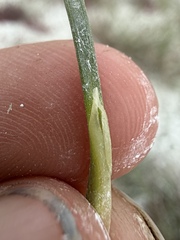 Triglochin maritima, photograph (c) Matt Berger, some rights reserved (CC BY)