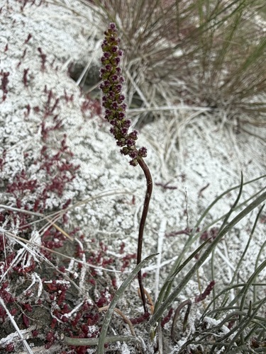 Triglochin maritima