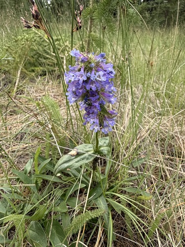 Penstemon procerus, photograph 2