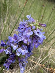 Penstemon procerus
