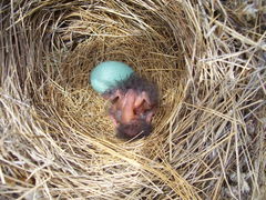 Toxostoma curvirostre