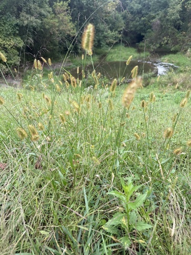yellow foxtail