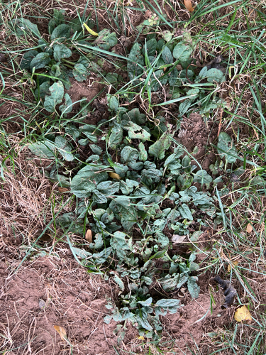 common selfheal