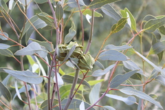Eucalyptus youngiana