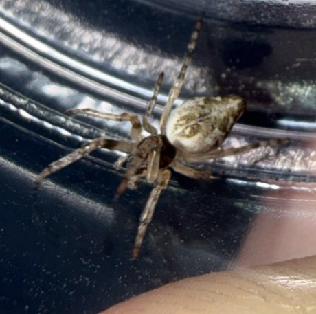 Conical Trashline Orbweaver