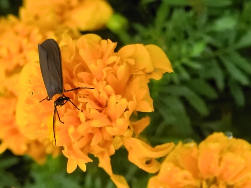 Yellow-collared Scape Moth