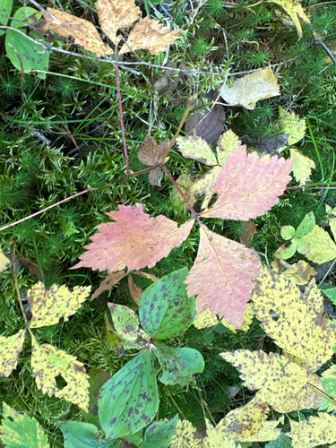 dwarf raspberry