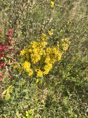 European goldenrod
