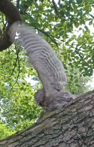 Eurasian Scops-Owl
