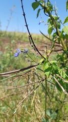 Salvia languidula