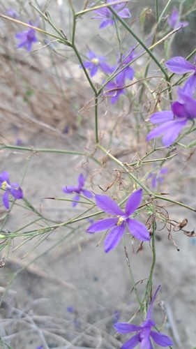 Forking Larkspur