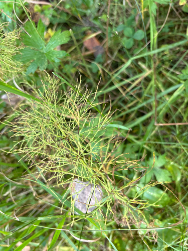 wood horsetail