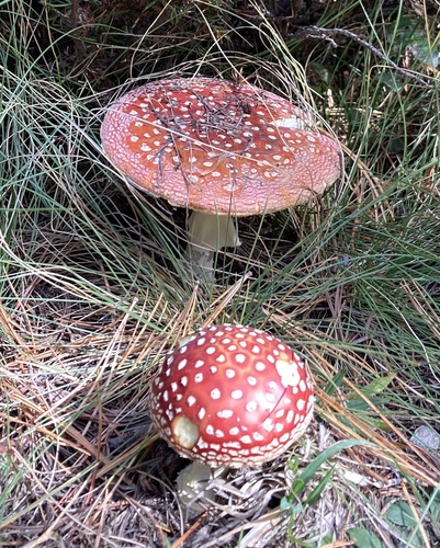 Fly Agaric
