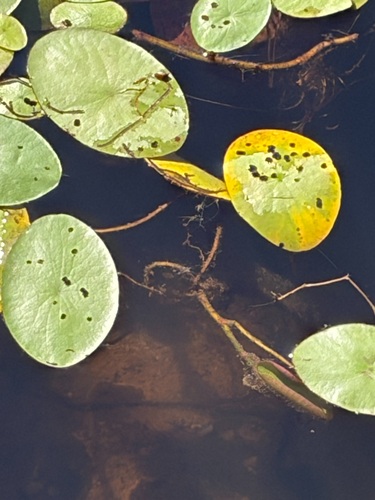 Brasenia schreberi, photograph 4