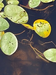 Brasenia schreberi, photograph (c) s bruggers, some rights reserved (CC BY)