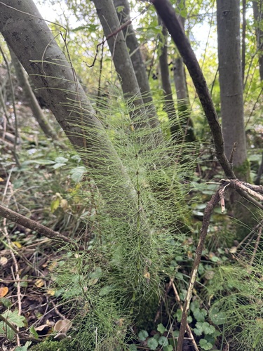 wood horsetail