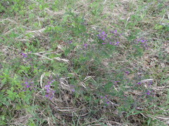 Astragalus suffruticosus