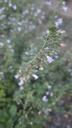 Lesser Calamint