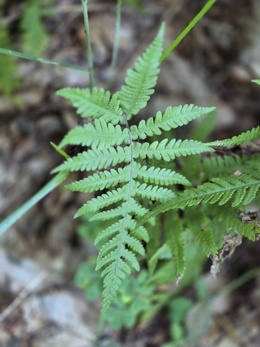 long beech fern