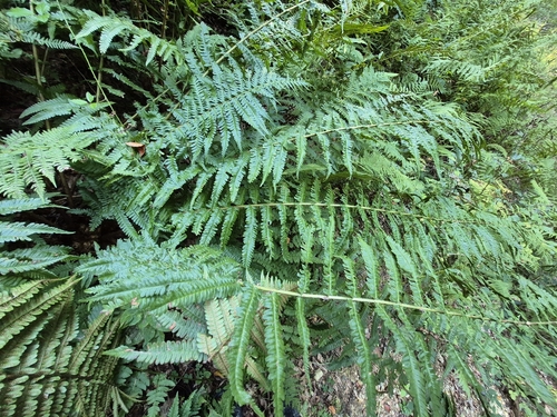 Borrer's Male-fern