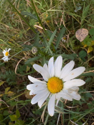 oxeye daisy