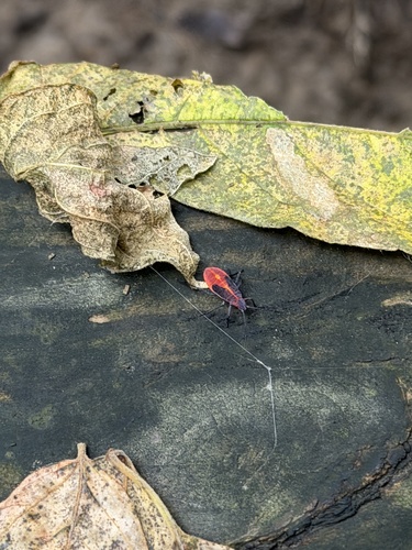 Eastern Boxelder Bug