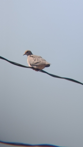 Eared Dove