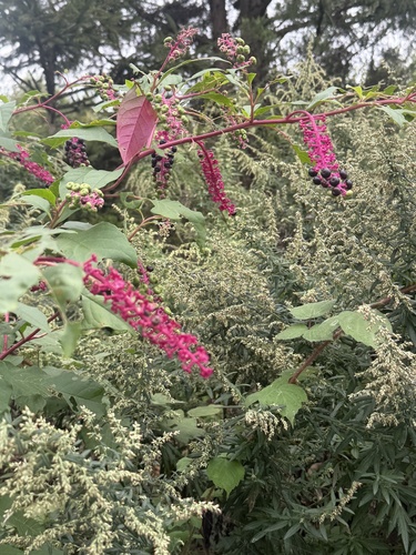 American pokeweed