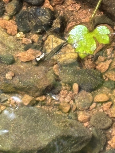 North American Common Water Strider