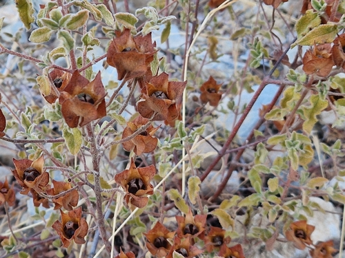 Sage-leaved Rock-rose