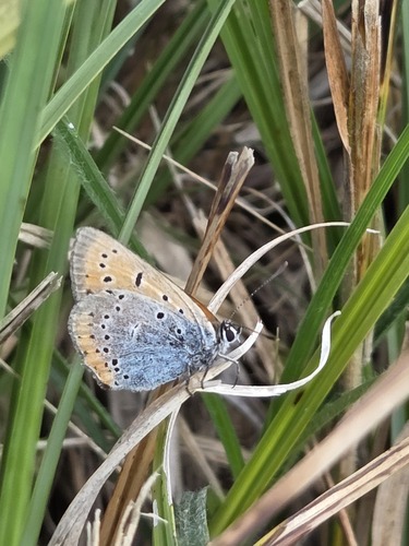 Large Copper