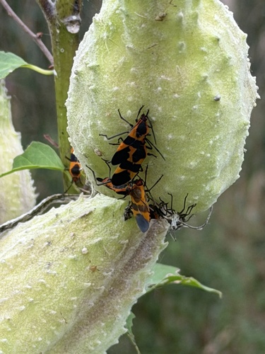 Large Milkweed Bug
