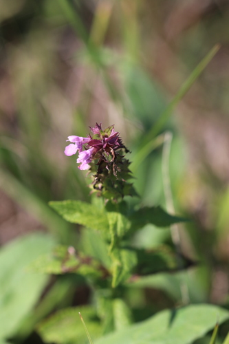 Marsh Woundwort