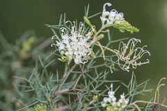 Grevillea asparagoides