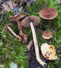 Inocybe brunneolutea