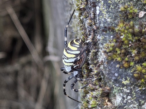 Wasp Spider