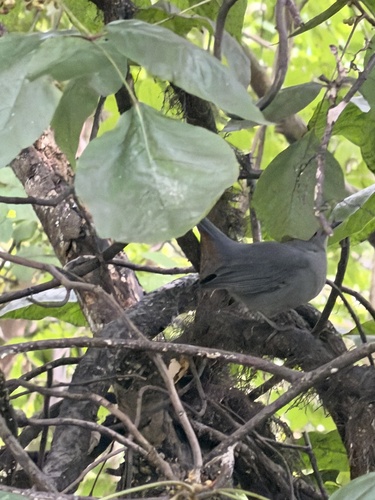 Gray Catbird
