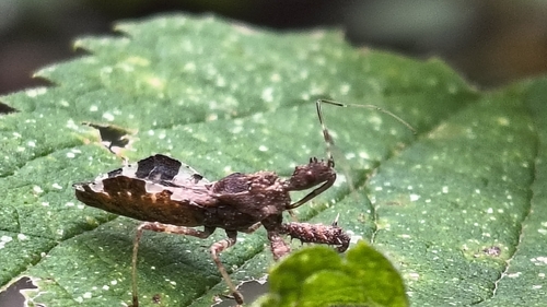 Spiny Assassin Bug