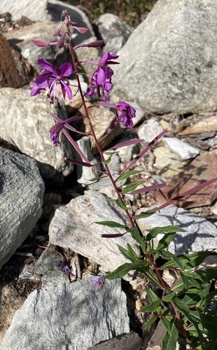 fireweed