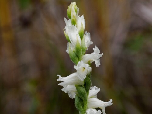 yellow nodding ladies' tresses