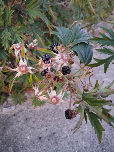 Cutleaf Blackberry