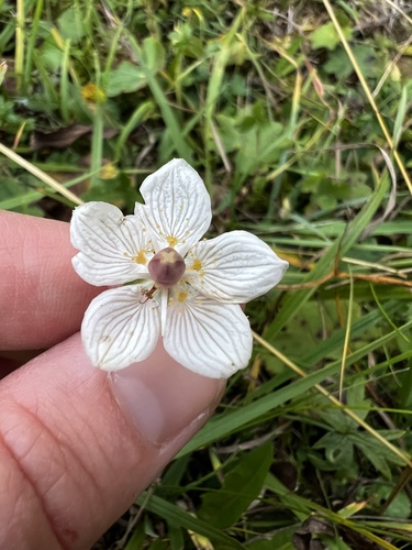 marsh grass-of-Parnassus