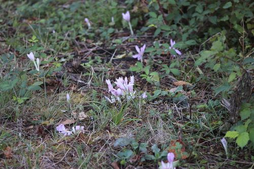 Autumn Crocus