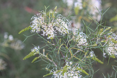 Grevillea asparagoides