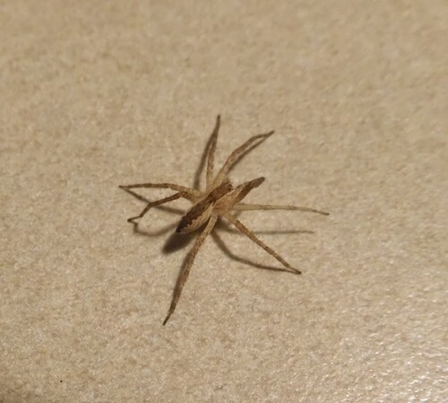 American Nursery Web Spider