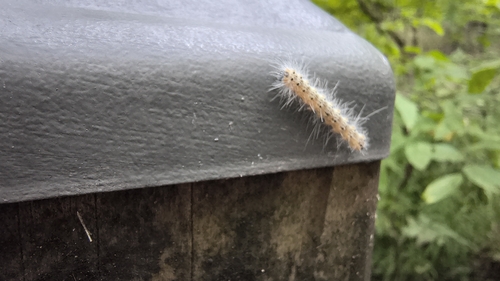 Fall Webworm Moth
