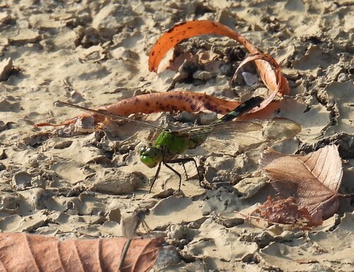 Eastern Pondhawk