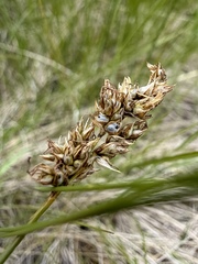 Carex praegracilis