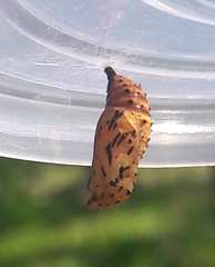 Chlosyne lacinia saundersi
